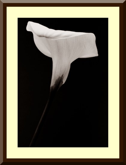 Cala Lily